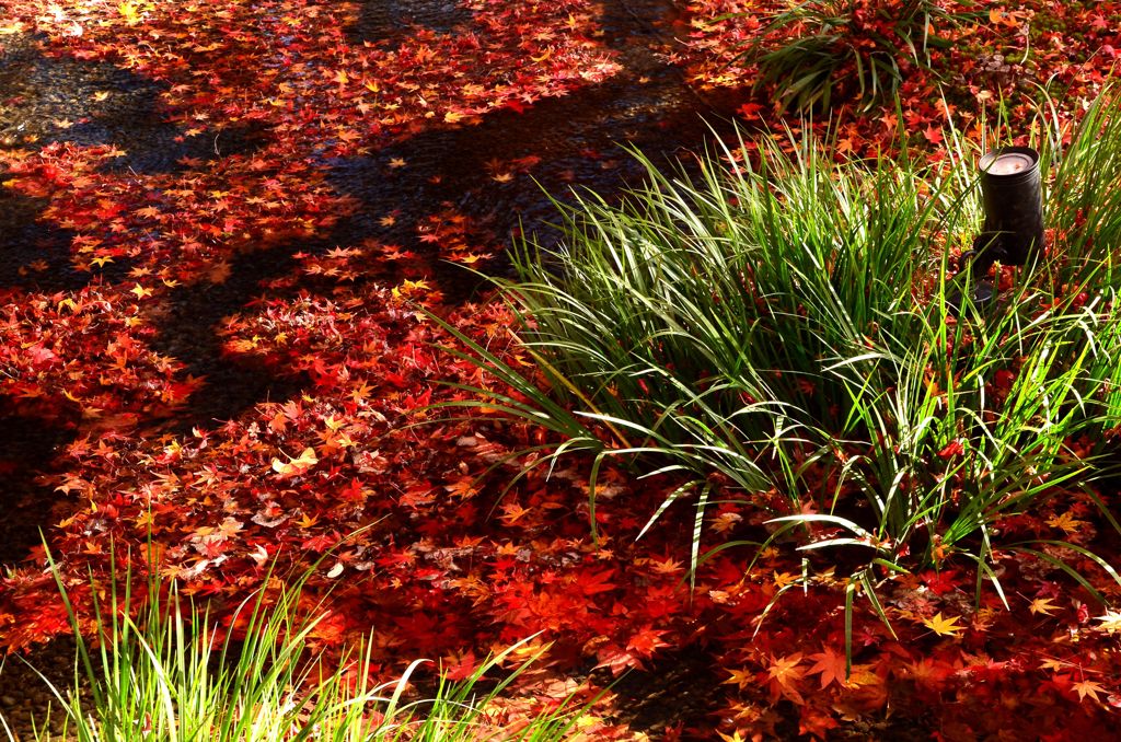 紅い川