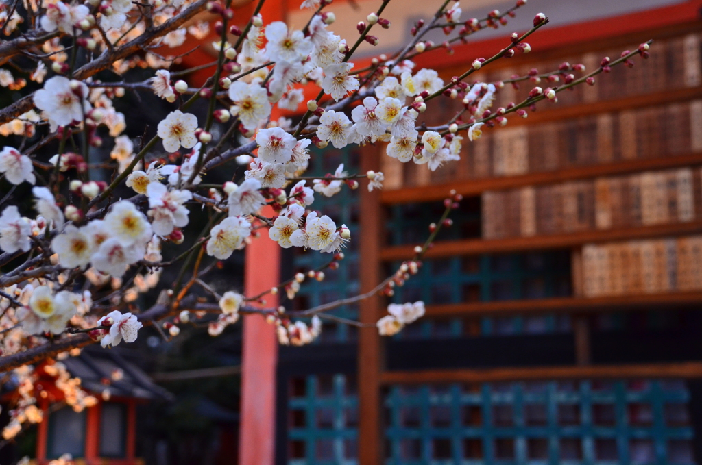 西院春日神社の梅