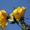 12月の薔薇