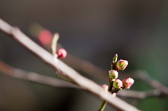 風雪に耐え花開く