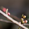 風雪に耐え花開く