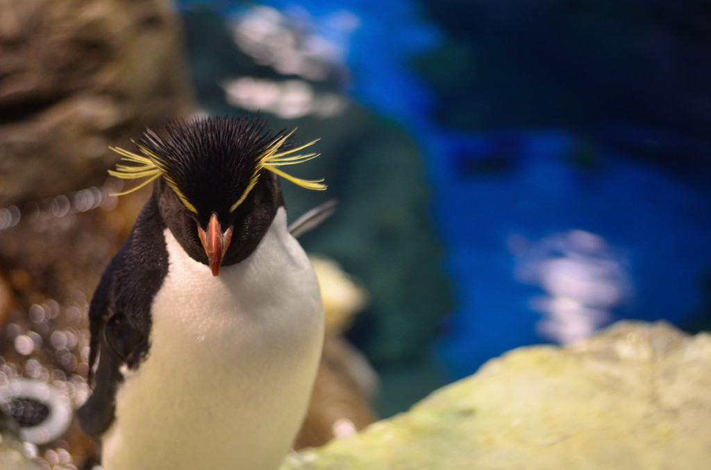 ペンギン