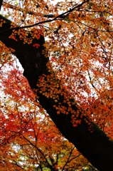初冬の紅葉