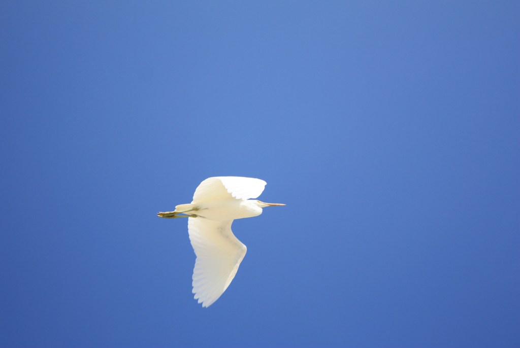 青い空真白な鳥