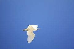 青い空真白な鳥