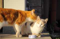 いーやー