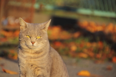 秋猫