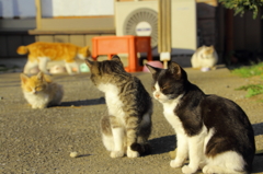 西日と猫たち
