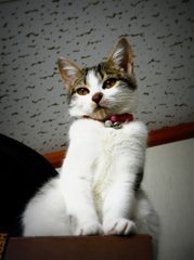 うつろ