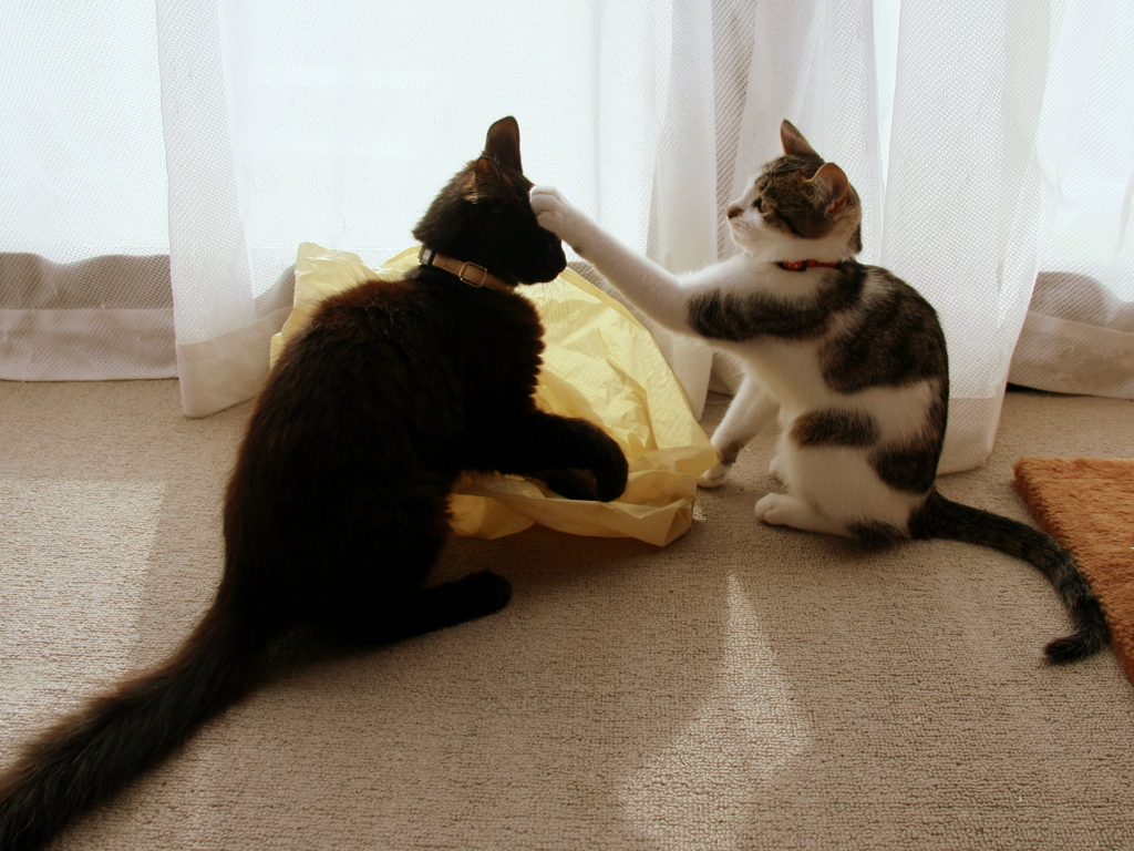 ｷｬｯﾄﾎﾟｰﾙSceneその後