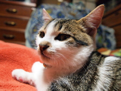 なにか御用？