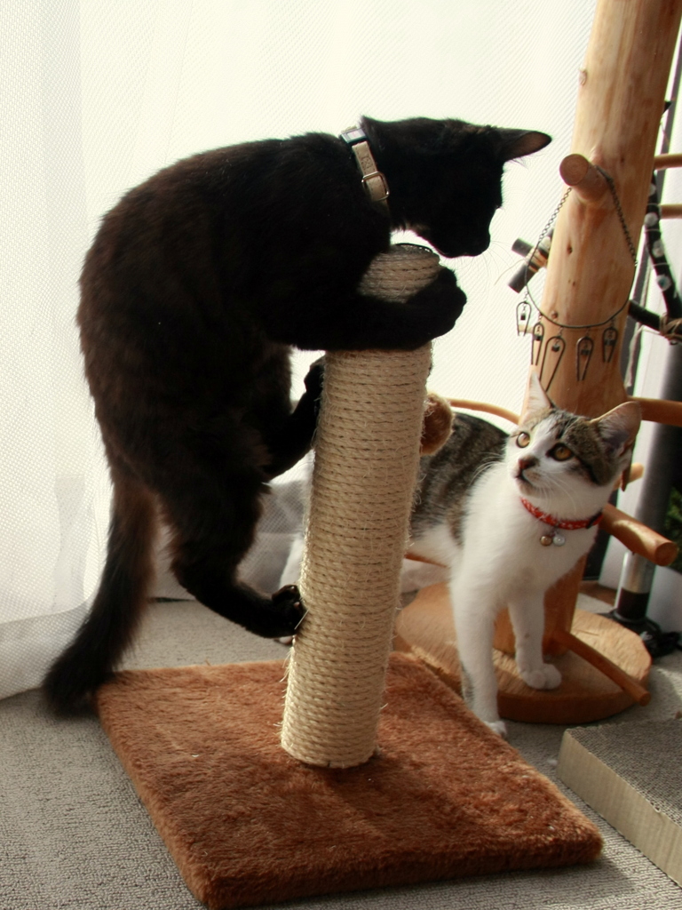 ｷｬｯﾄﾎﾟｰﾙScene2