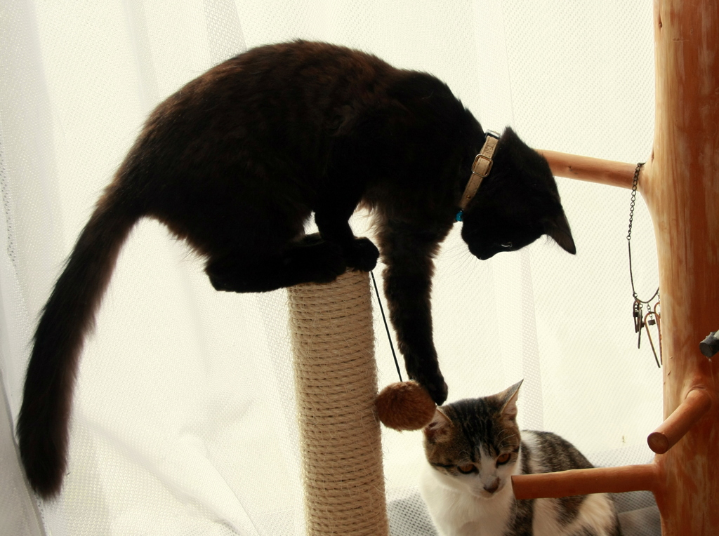 ｷｬｯﾄﾎﾟｰﾙScene3