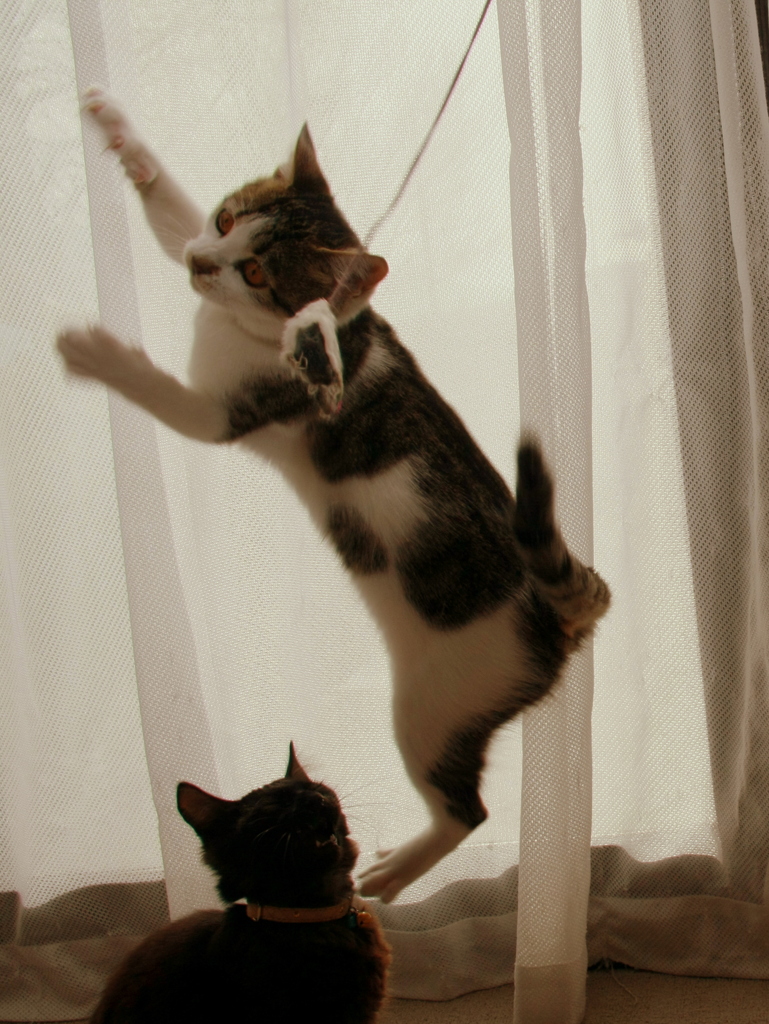 ﾌﾗｲﾝｸﾞ!　ｷﾞｬﾊ!!