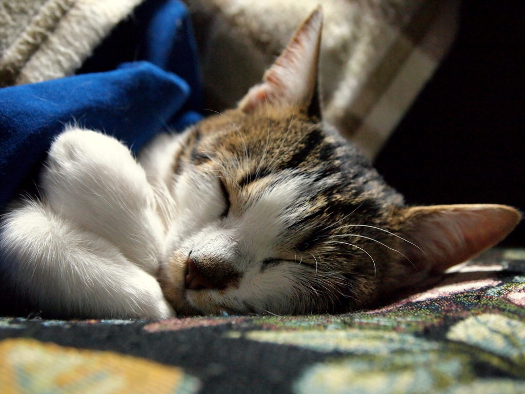 眠り姫