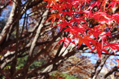 紅葉