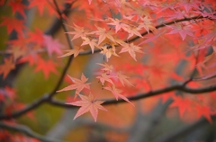 紅彩　６　民俗公園