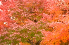 紅彩　３　郡山城址