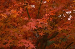 紅彩　５　民俗公園