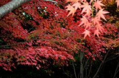 紅彩　２　正暦寺