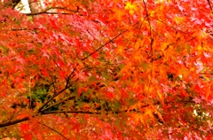 紅彩　１　正暦寺