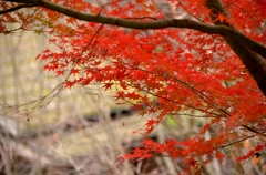 紅彩　４　民俗公園
