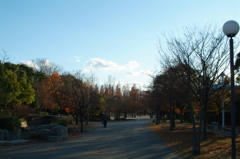 冬の公園