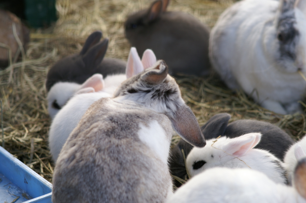 天王寺動物園にて