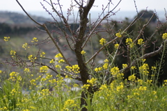 梅林に咲く菜の花