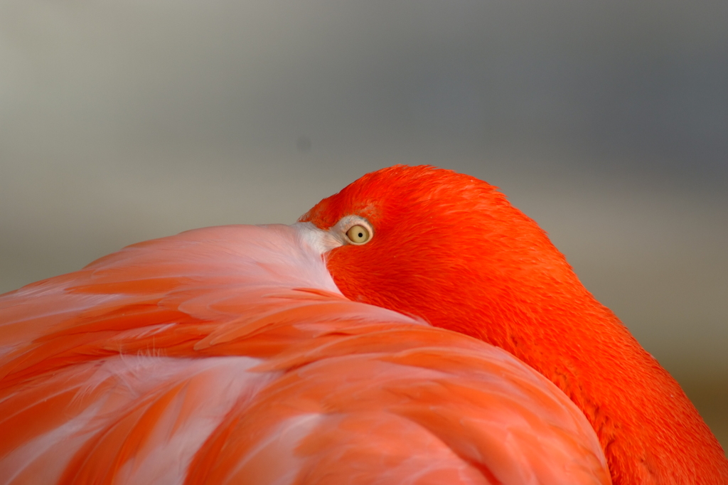 天王寺動物園のフラミンゴ