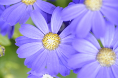 花いっぱい