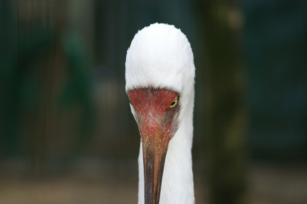 天王寺動物園にて