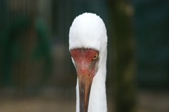 天王寺動物園にて