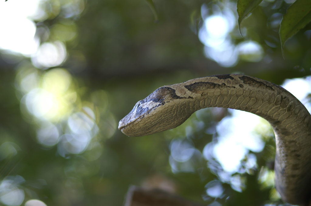 天王寺動物園にて