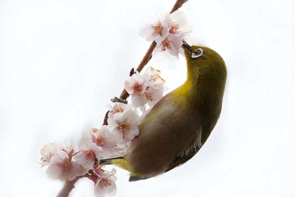 メジロちゃんお食事中