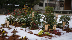 雪の中でもがんばる植物