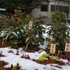 雪の中でもがんばる植物
