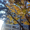 太陽光に照らされる紅葉