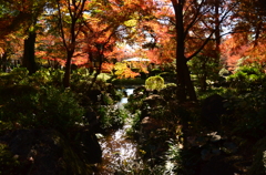 紅葉
