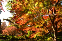 紅葉