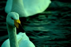 白鳥と湖