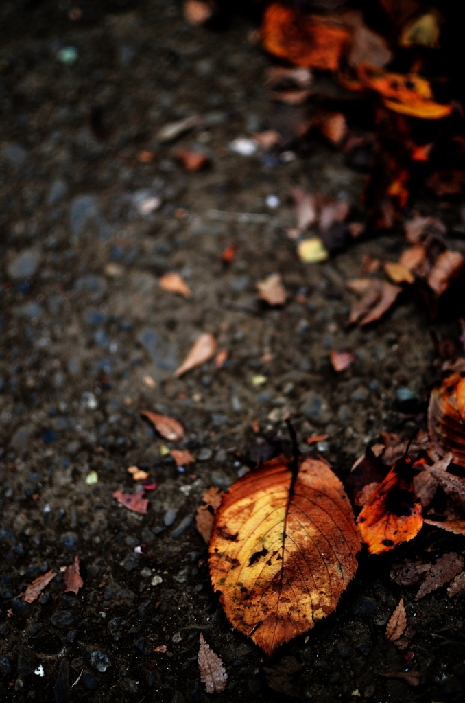枯葉