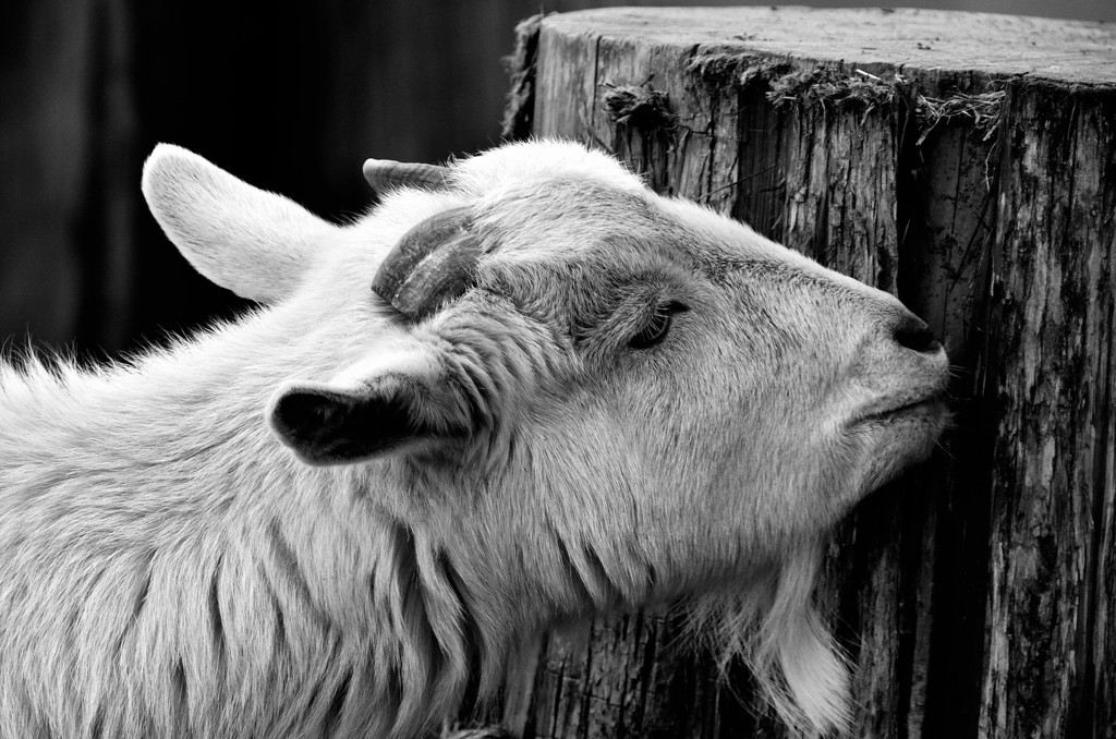 GOAT ×　MONOCHROME
