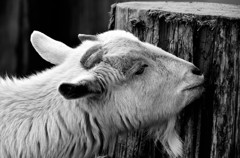 GOAT ×　MONOCHROME