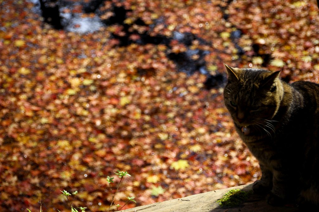 日向にたたずむ猫さん