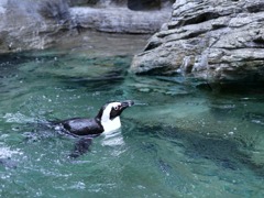 ペンギン