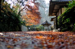 名残を惜しんで朝の寺院を歩く