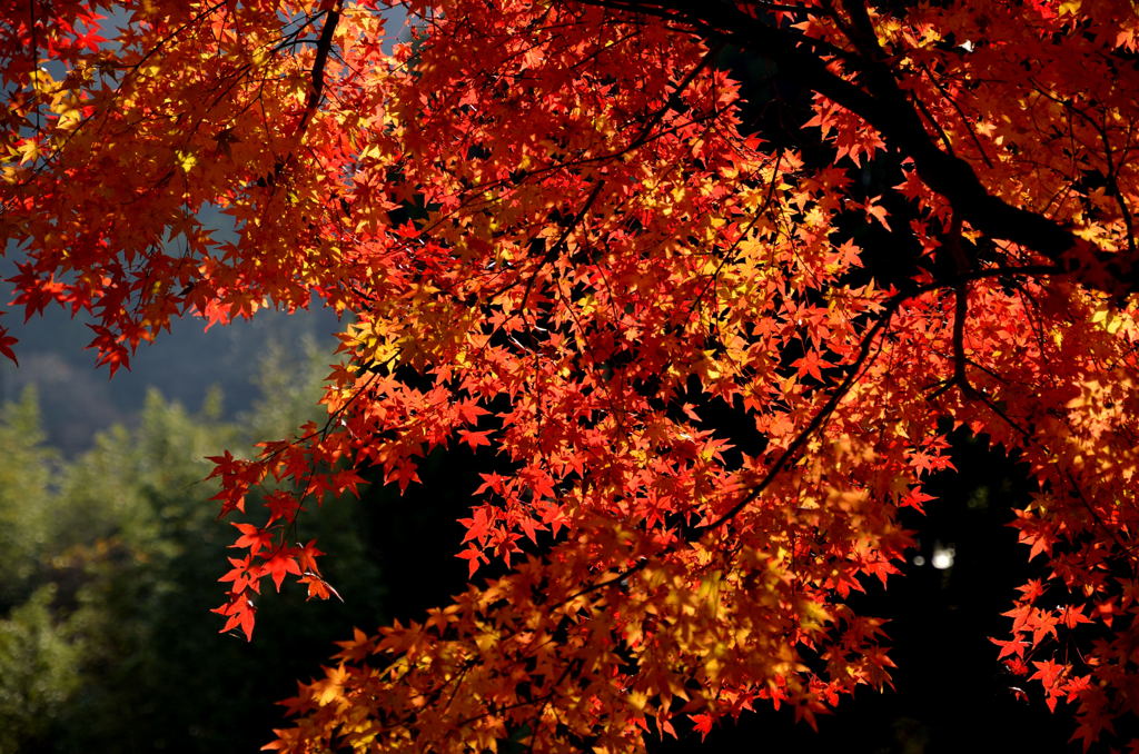 ようやく紅葉