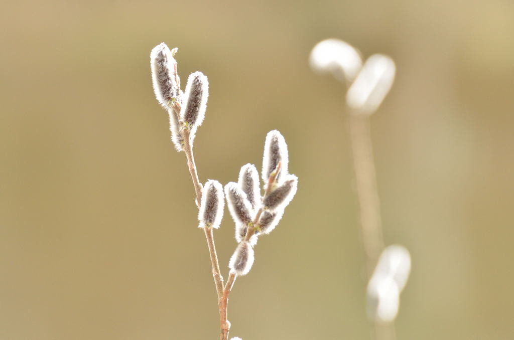 春の光りの中で…　雪柳