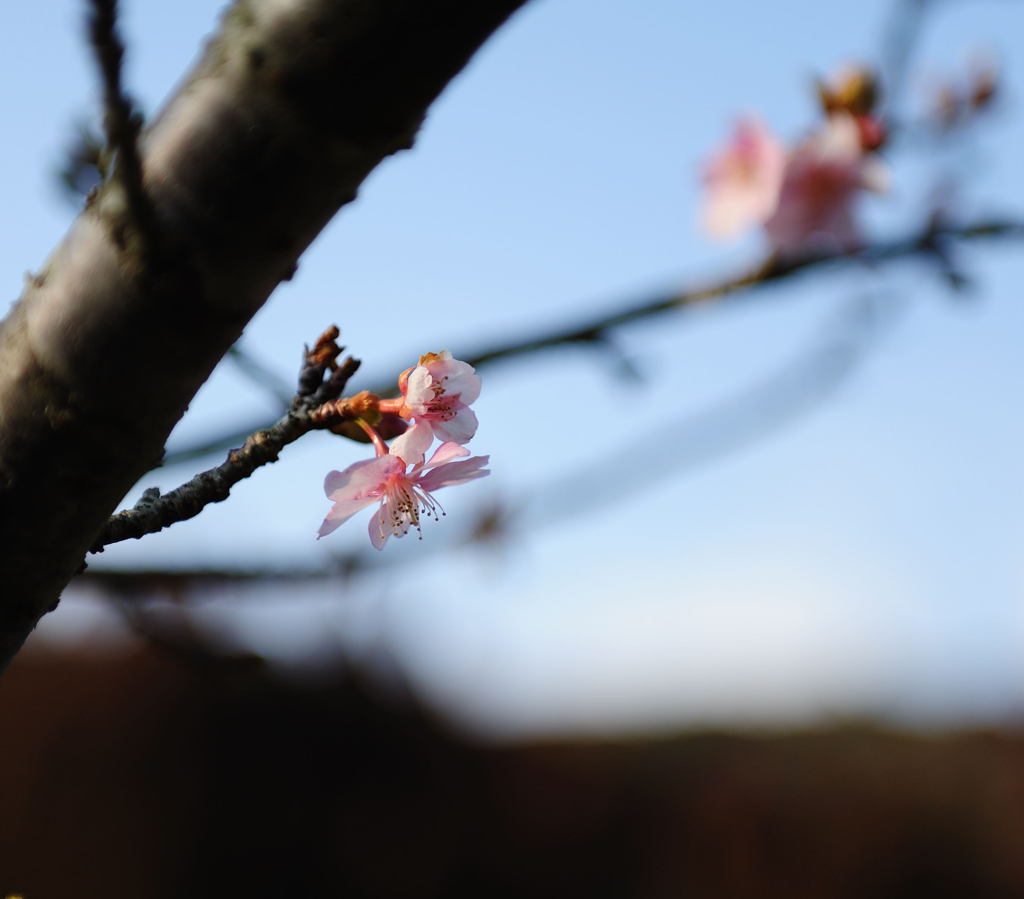 桜咲く